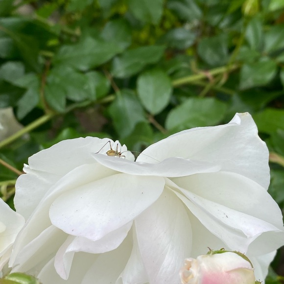 Meet your Posher, Eve - Picture 9 of 16